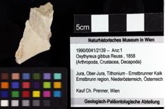 Foto (Objket + Etiketten) von Oxythyreus gibbus (Reuss, 1858) 